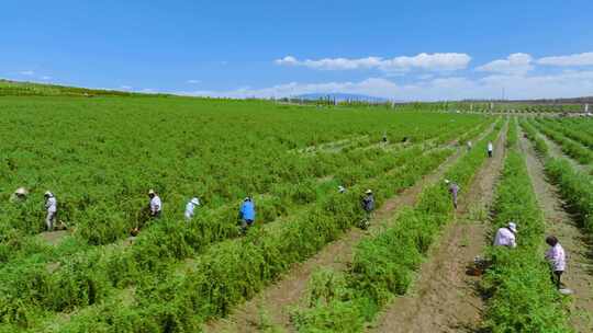 宁夏中宁农民丰收采摘枸杞视频素材模板下载