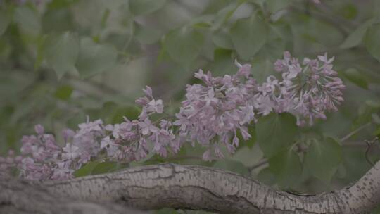 丁香花微距LOG