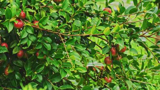 茶油果 油茶果 油茶种植视频素材模板下载