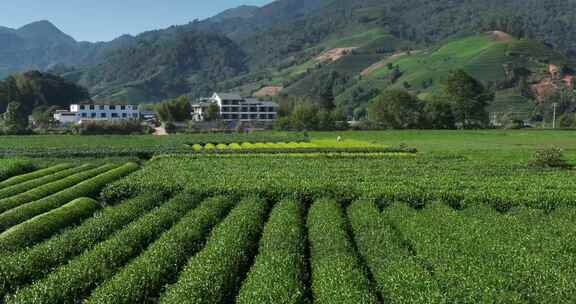 茶叶茶园武夷山茶庄大自然茶园