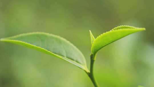 茶叶茶山茶园红茶绿茶春茶