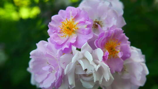 春天蔷薇花花朵开放4K