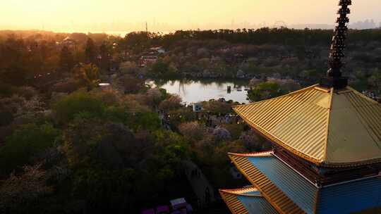 湖北武汉地标东湖樱花园