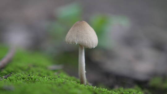 地上的小蘑菇