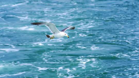 海鸥海鸟 海鸥飞翔