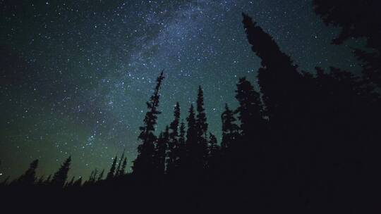 夜晚松树林上空的星空