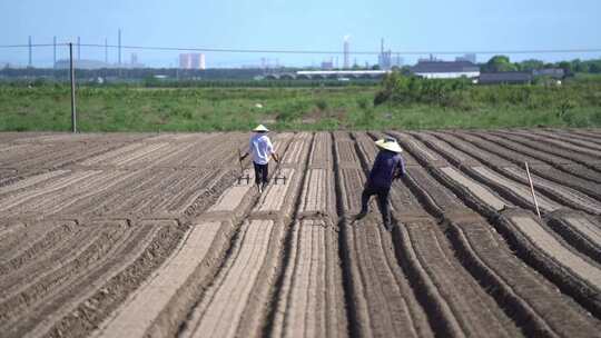 农民在田里播种种萝卜