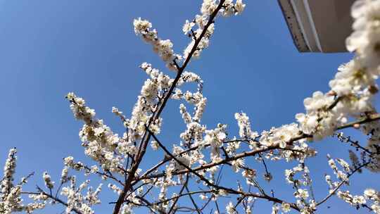 中国广东省广州市从化区广州流溪梅花节