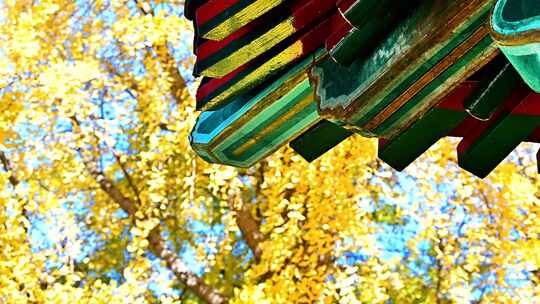 中式古建筑前的黄色的银杏叶