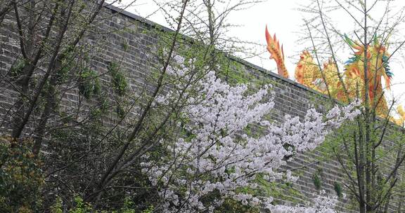 唯美春天南京古城墙鸡鸣寺樱花