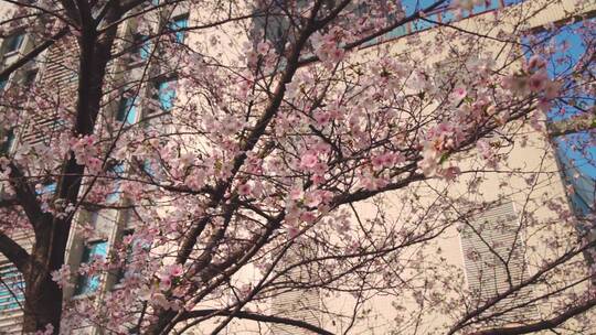 春天蓝天下的樱花绽放
