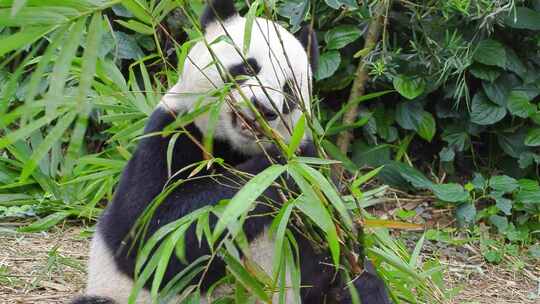 动物园大熊猫吃竹子