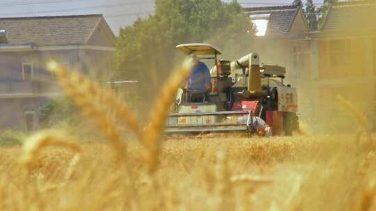 航拍金黄麦穗田地收割机收割小麦