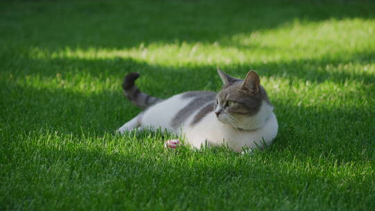 猫悠闲的躺在草地