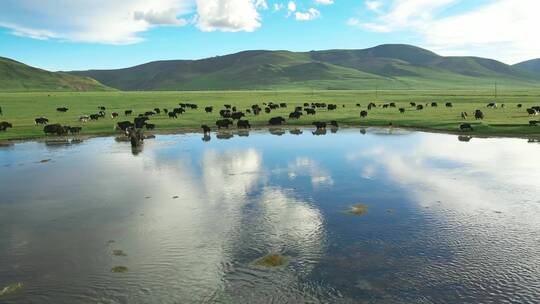 航拍牦牛西藏青海放牧牦牛群4k牧区视频素材模板下载