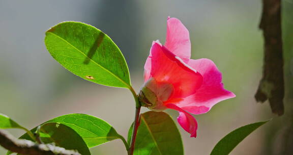 红色茶花特写