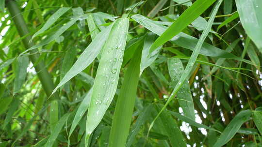 雨后竹叶