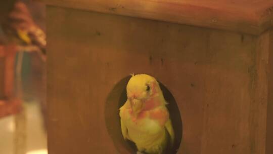 巢穴里的各种鸟类鹦鹉喜鹊鸽子视频素材模板下载
