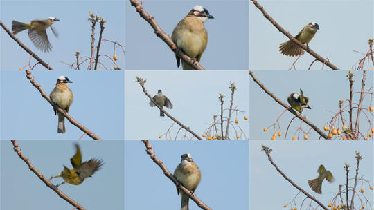 蓝天苦棟树枝头栖息的白头鹎小鸟特写高清在线视频素材下载