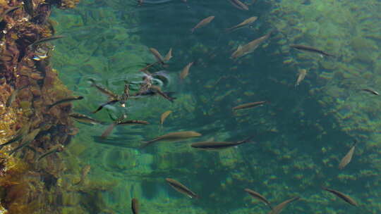 在海面上进食的海鲈鱼或欧洲海鲈鱼（双头鲈鱼）。