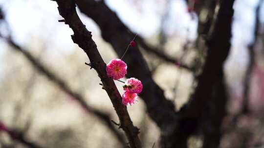 春天蜜蜂在梅花花朵上授粉采蜜