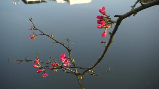 春天海棠花树