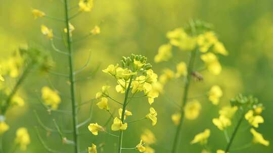 4K拍摄蜜蜂在油菜花海间采蜜特写