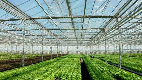 温室大棚内蔬菜种植场景