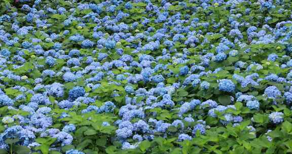 杭州临平公园无尽夏绣球花花海