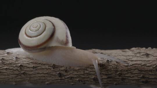 蜗牛背着壳慢慢爬行LOG视频素材模板下载