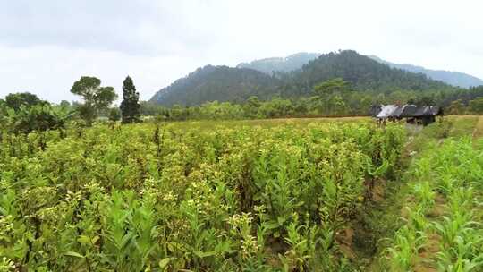 Java乡村，热带蔬菜种植园的绿色田野鸟