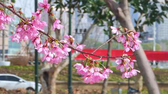 湖北武汉春季樱花盛开