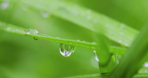 叶子上的露珠水珠雨珠特写