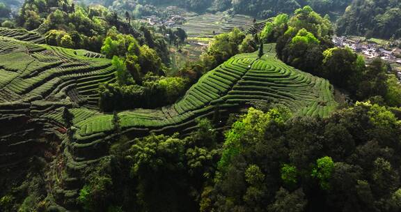 四川雅安大地指纹绿茶基地航拍