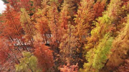 南昌鱼尾洲公园水杉的秋色视频素材模板下载