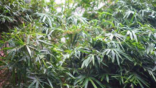 刮风 下雨天 雨叶子