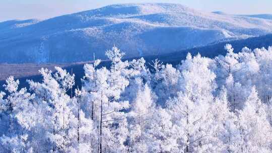 大兴安岭林海雪原冬季雾凇250113 (8)