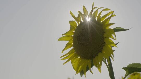 阳光下的向日葵蜜蜂采蜜3视频素材模板下载