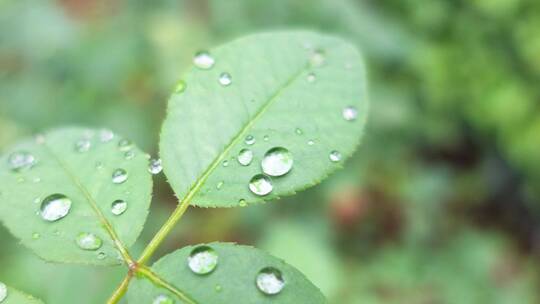 雨天叶子上的露水微距水滴4k超清