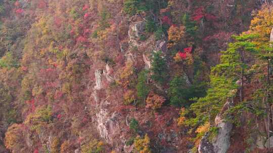 秋季森林自然风景实拍