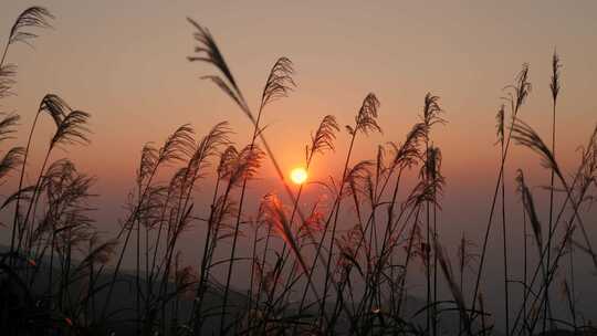 夕阳黄昏芦苇飘荡