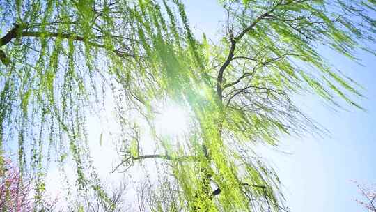 春天柳树垂柳生长绿色发芽仰视逆光特写