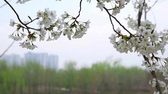 春季踏青视频素材模板下载