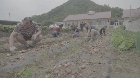 土豆种植收获土豆LOG视频素材