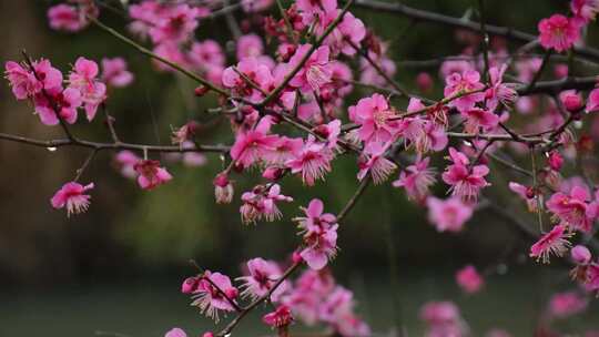 盛开的红梅花在春雨中摇曳