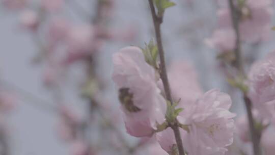 桃花中采蜜的蜜蜂升格慢镜头LOG视频素材模板下载