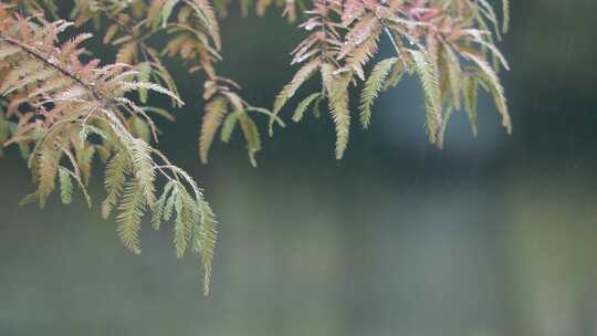 秋天细雨中的水杉树叶