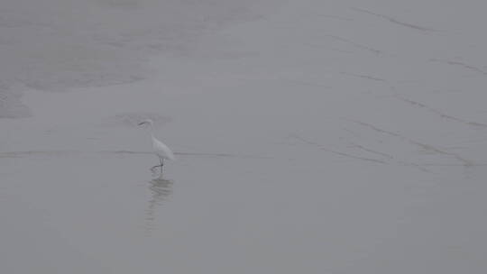 白鹭 自然 鸟类 钱塘江 生态 动物视频素材模板下载