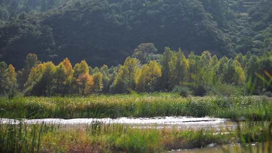 河边阳光风吹芦苇