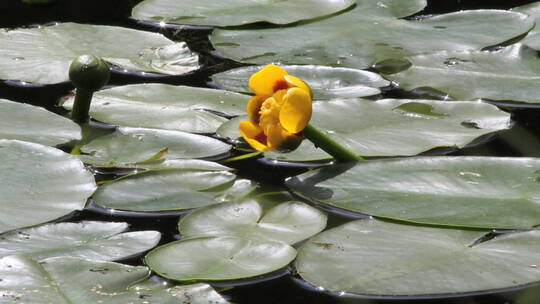 湖泊里盛开的黄色睡莲花